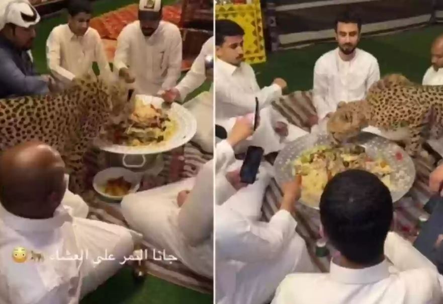 في البر السعودي .. شاهد حيوان مفترس يفسد لذة العشاء لتجمع شبابي