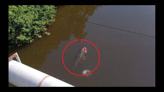 فيديو يثير الرعب .. تمساح ضخم يلتهم لاعب كرة قدم أثناء السباحة 