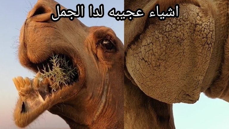 الإجابة ستدهشك..ما معنى قول النبي صلى الله عليه وسلم “الإبل خلقت من العالم الخفي لا تصلوا في عطنها؟”