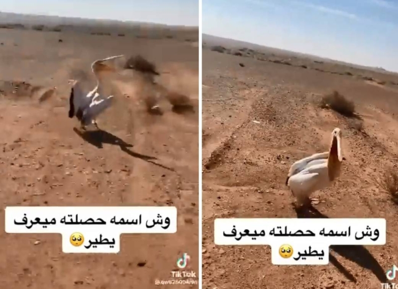 شاهد الفاجعة ..سعودي يعثر على طائر البجع في البر .. وعندما حاول الاقتراب منه كانت المفاجأة  التي لاتصدق
