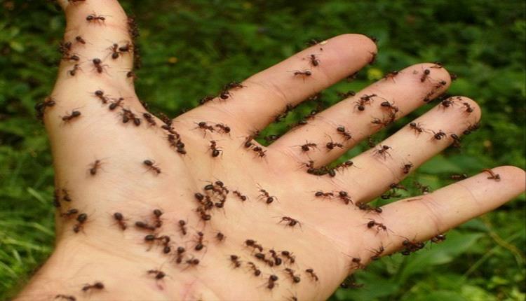 فوائد تجهلها لقرصة النمل على جهازك المناعي (معجزة ربانية)