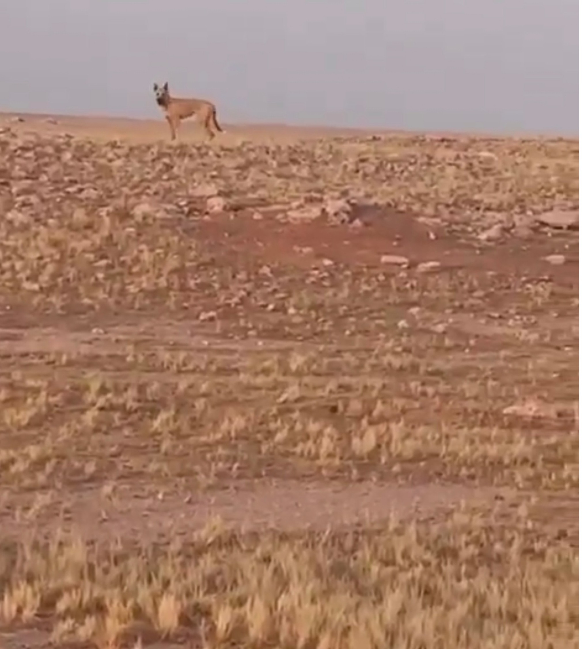 مواطن سعودي يوثق وجود ذئب في صحراء حفر الباطن وعندما أصدر صوت العواء ليلفت انتباهه حدثت المفاجأة..شاهد